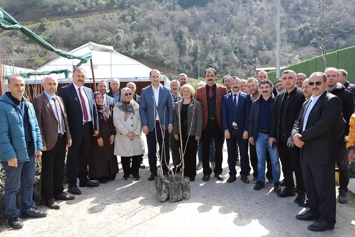 Akçaabat\'ta Meyvecilik Projesi: Çiftçilere Ücretsiz Fidan Dağıtıldı