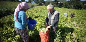 Balya'da Kadın İstihdamına Destek: Doğal ve Organik Ürünler Üretiliyor
