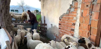 Balıkesir'de dolandırıcılar koyun satışıyla vatandaşları dolandırdı
