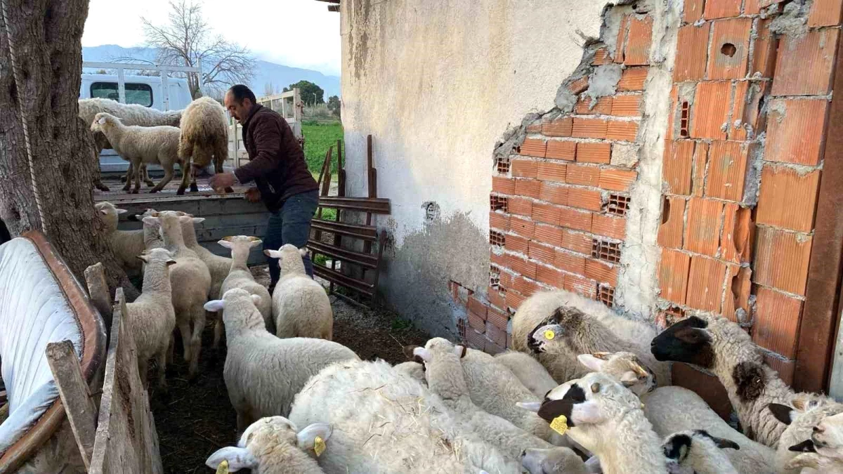 Balıkesir\'de dolandırıcılar koyun satışıyla vatandaşları dolandırdı