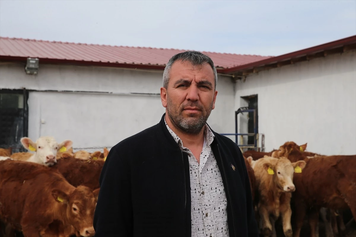 Tokat\'ın Yeşilyurt ilçesinde ithal edilen sığırlara danışmanlık hizmeti veriliyor