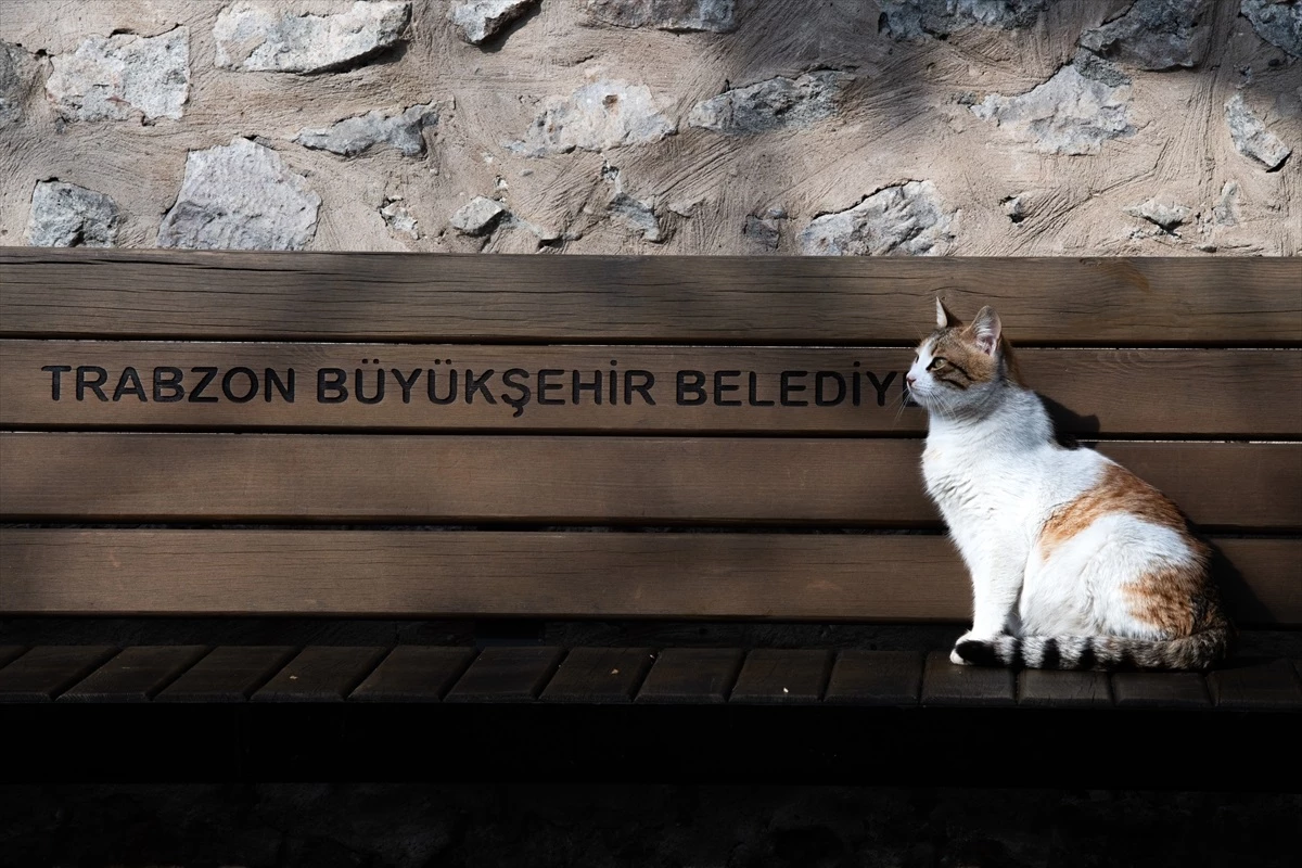 Trabzon\'da tarihi cami avlusunda kitap satarak kedilere yardım eden İsmail Gürsoy