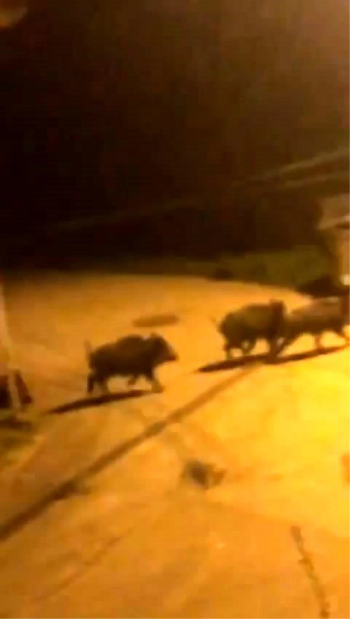 Bursa\'da aç kalan domuz sürüsü şehir merkezine kadar indi