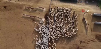 Erzincan'da koyun ve kuzuların coşkulu buluşması böyle görüntülendi