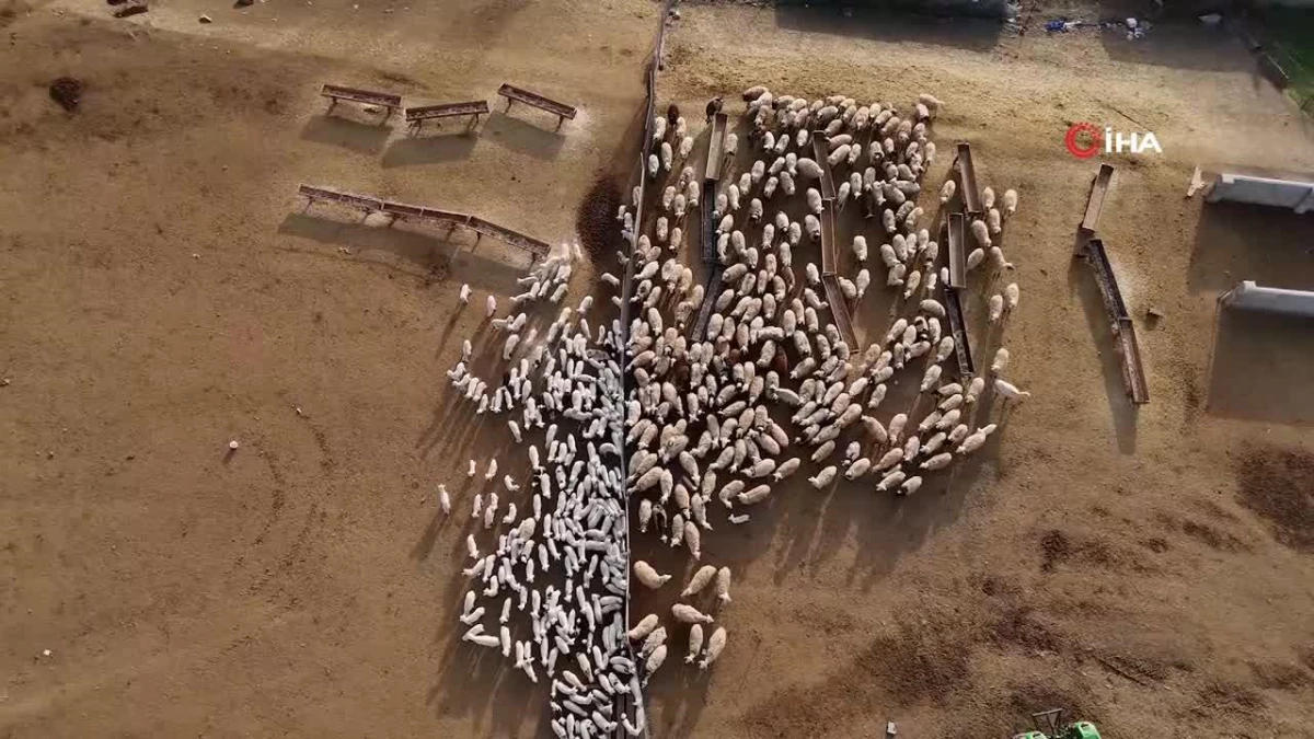 Erzincan\'da koyun ve kuzuların coşkulu buluşması böyle görüntülendi
