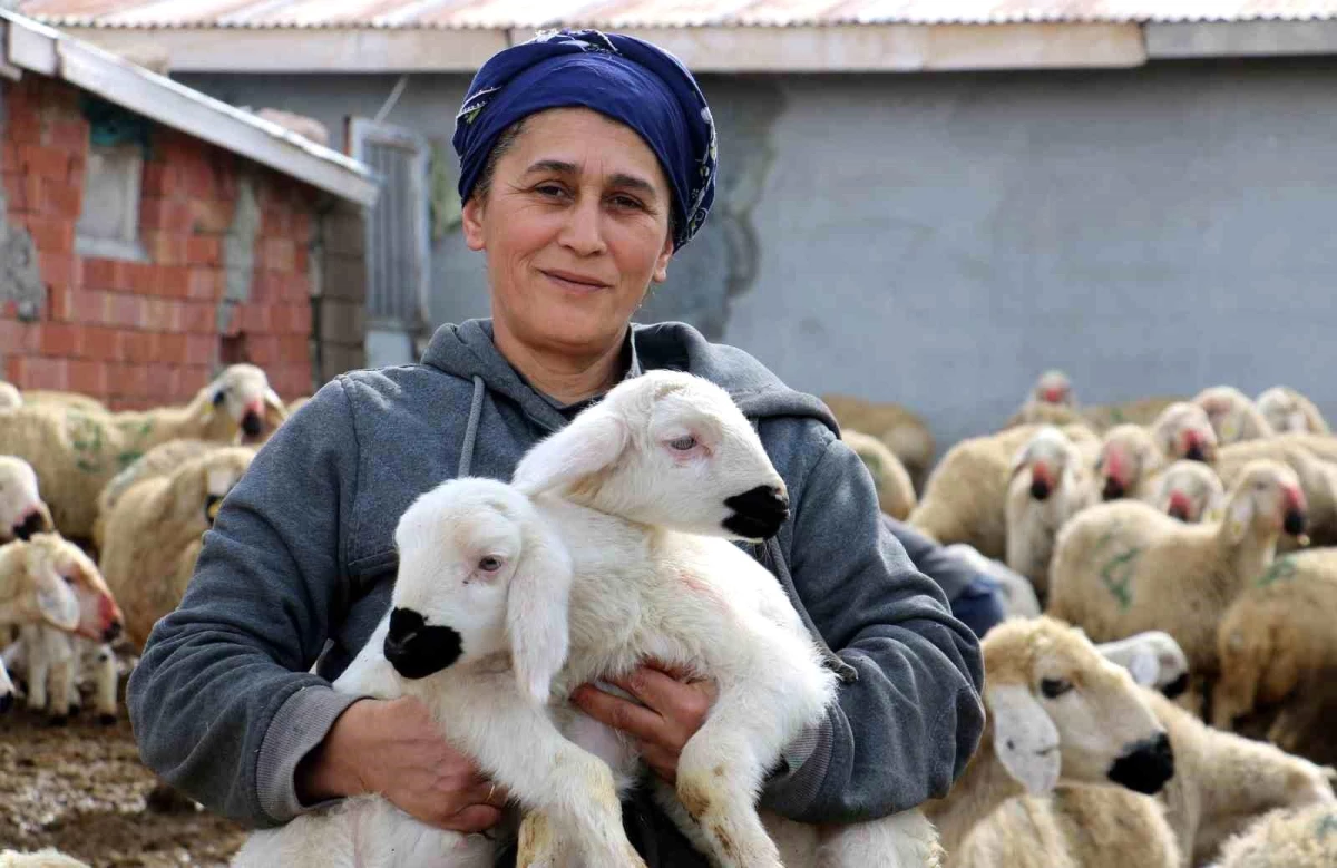 Erzincan\'da Kuzular Anneleriyle Buluştu