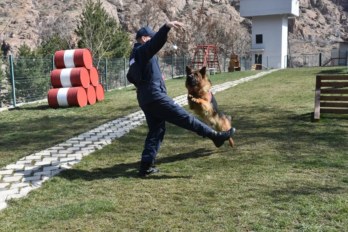 Gümüşhane Jandarma Komutanlığı Dedektör Köpekleri Görev Başında