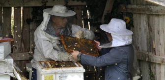 Sinop'ta iklim değişikliği ve gal arısı kestane balı rekoltesini düşürdü