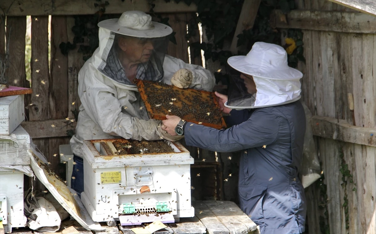 Sinop\'ta iklim değişikliği ve gal arısı kestane balı rekoltesini düşürdü