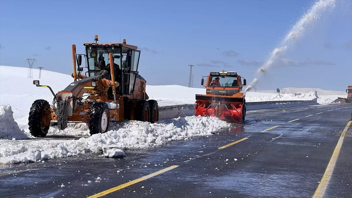 Kars\'ta karla mücadele devam ederken bir köyde meyve ağaçları çiçek açtı