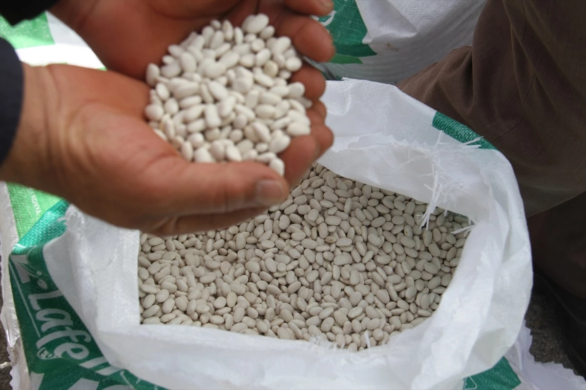 Konya\'da çiftçilere sertifikalı fasulye tohumu dağıtılıyor