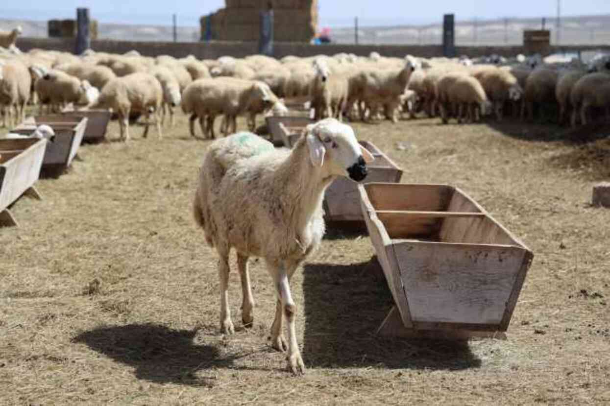42 bin lira maaş da var çocukların okul masraflarını karşılama da! Sunduğu şartlara rağmen tarımın kalbinde çoban bulamıyor 42 bin lira maaş da var çocukların okul masraflarını karşılama da! Sunduğu şartlara rağmen tarımın kalbinde çoban bulamıyor