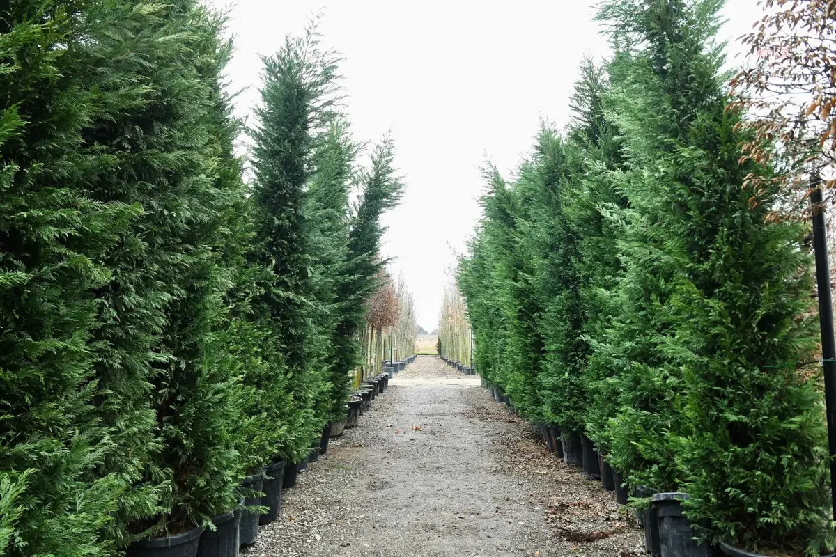 Ankara Büyükşehir Belediyesi BAKAP Tarım Kampüsü\'nde yeni bir fidanlık açtı