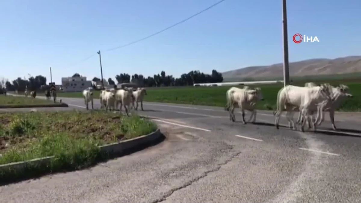 Kaza yapan tırdaki inekler Uluslararası İpekyolu\'na indi