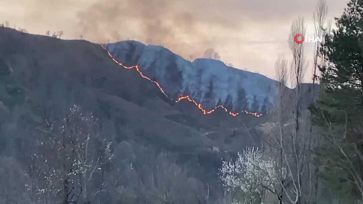 Trabzon\'da orman yangını