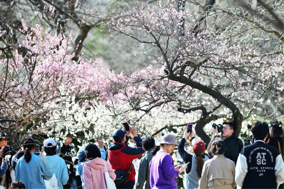 Çin\'deki Zhongshan Parkı, erik ağaçlarının çiçek açmasıyla turistlerin ilgi odağı haline geldi