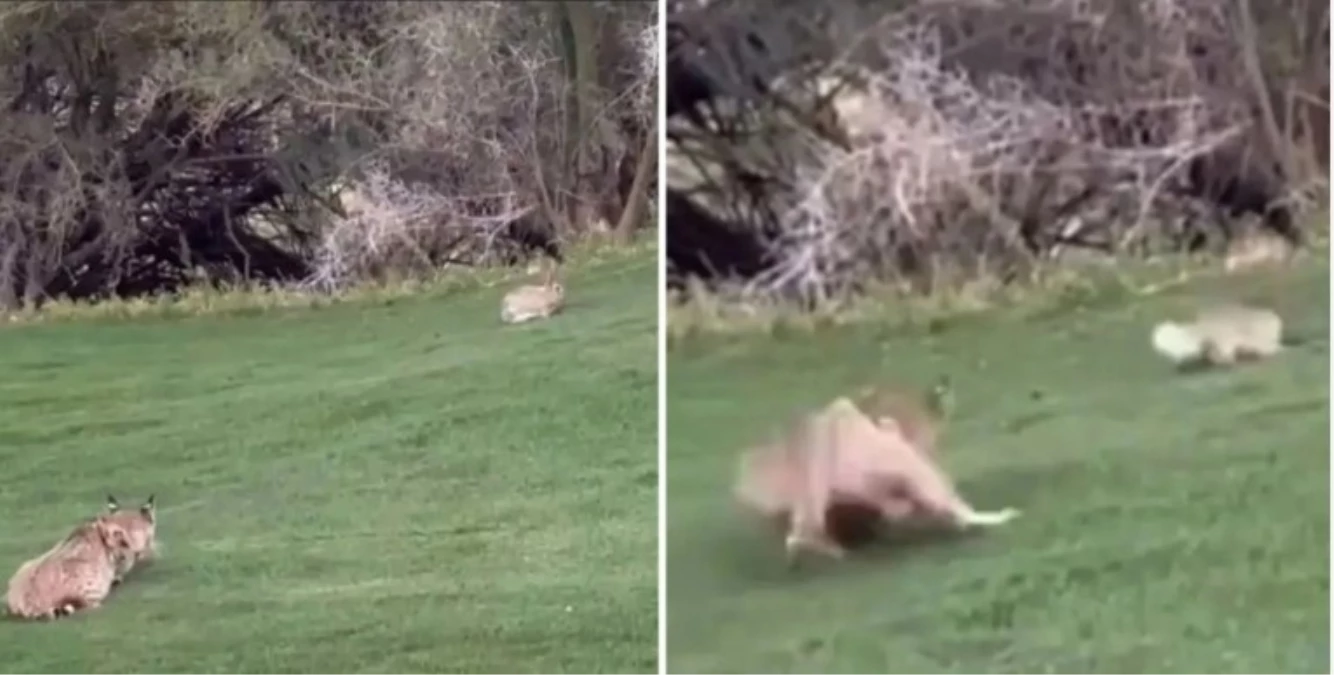 Golfçü, golf sahasında vaşağın tavşanı yemesini videoya çekti