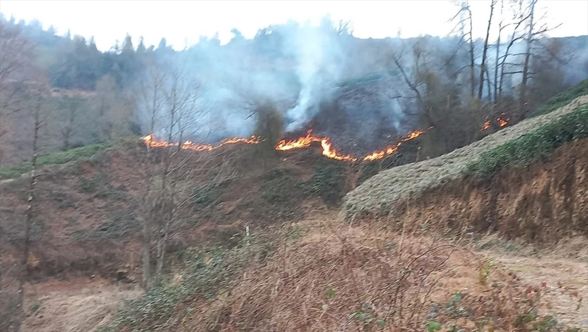 Artvin Arhavi\'deki Orman Yangını Kontrol Altına Alındı