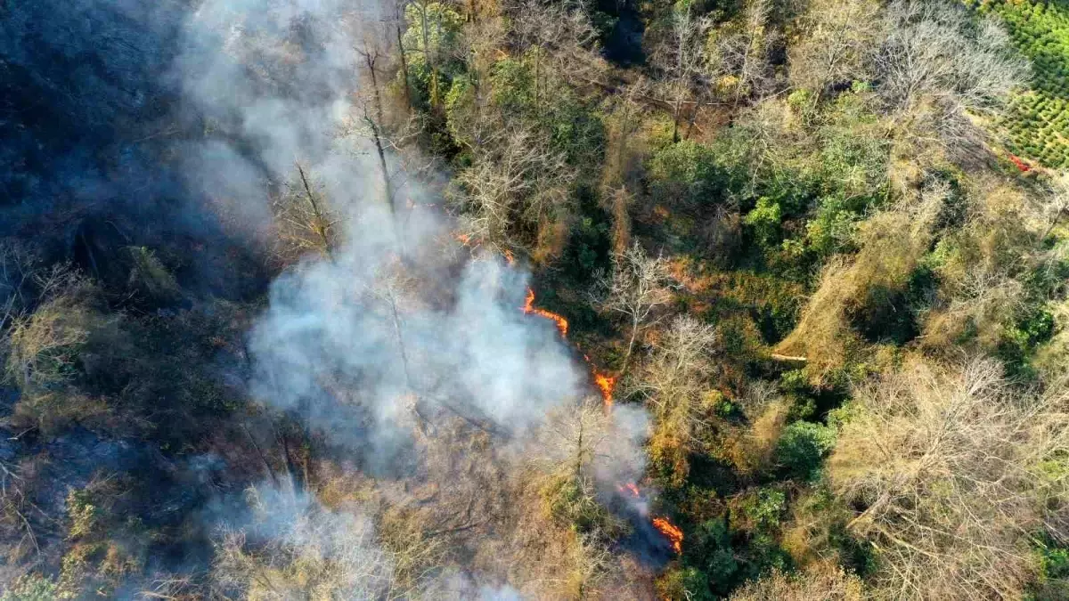 Artvin Arhavi\'de çıkan orman yangını kontrol altına alındı