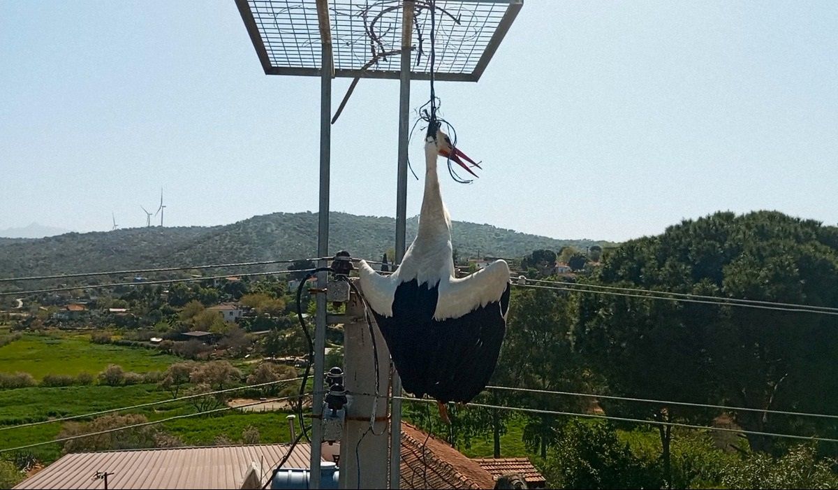 Söke\'de elektrik direğine asılı kalan leylek kurtarıldı