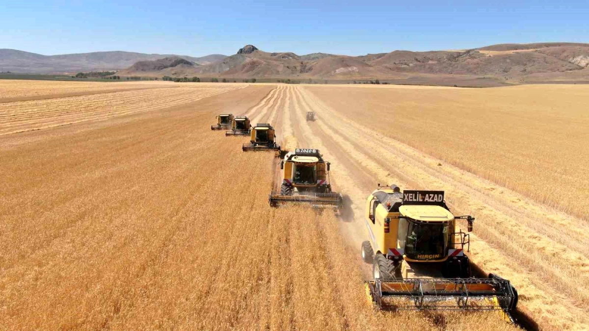 Sivas\'ta Toprak Altına Gömülen Buğdaylar Ekonomiye Kazandırılıyor