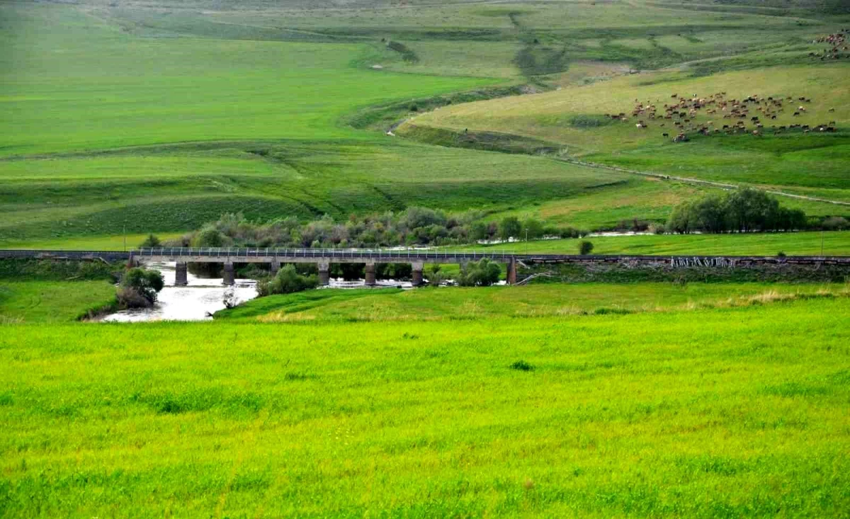 Erzurum\'da Çiftçilere Yem Bitkileri Desteklemesi İçin Başvuru Tarihleri Açıklandı