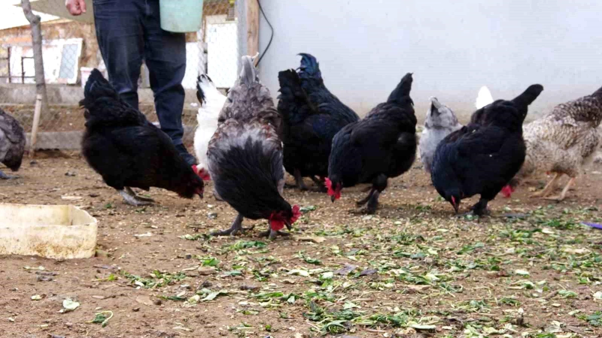 Yozgat\'ta Araucana cinsi tavukların yeşil yumurtaları ilgi görüyor