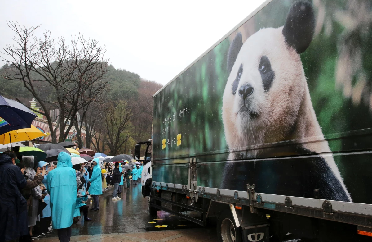 Güney Kore\'de doğan ilk dev panda Fu Boa, Çin\'e uğurlandı