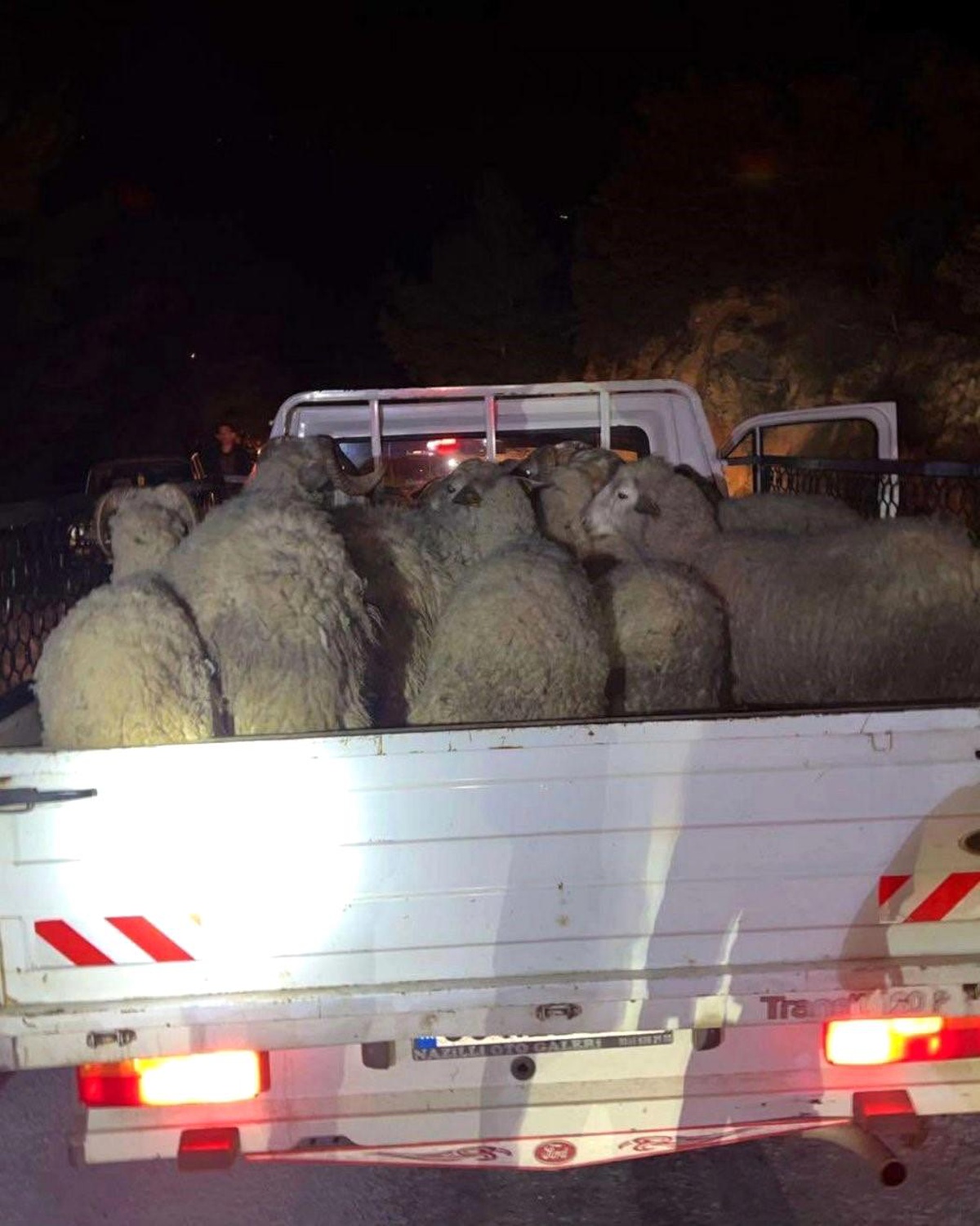 Aydın\'da Çalınan Küçükbaş Hayvanlar Bulundu
