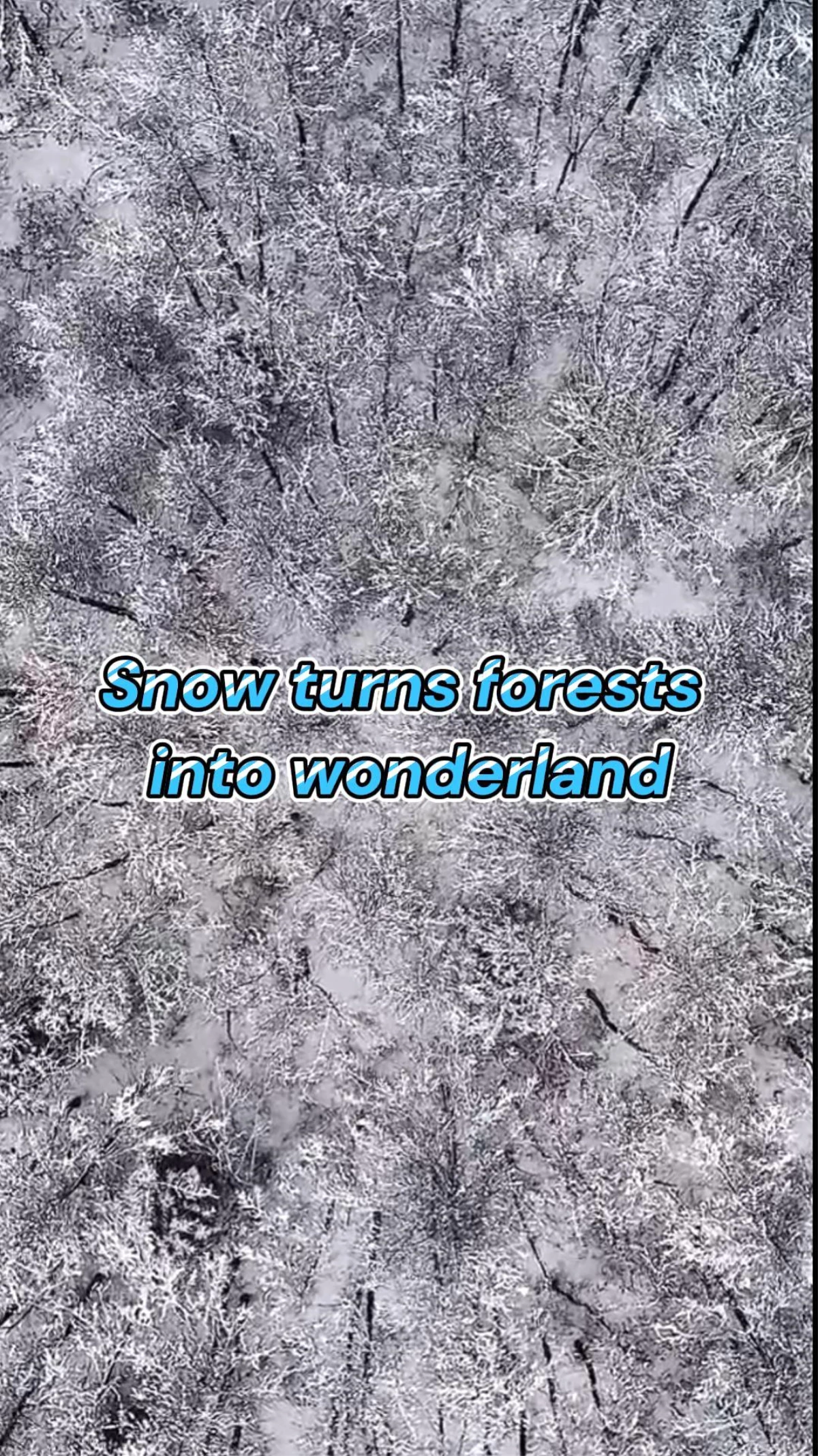 Karla kaplı ormanların çeşitli görüntüleri