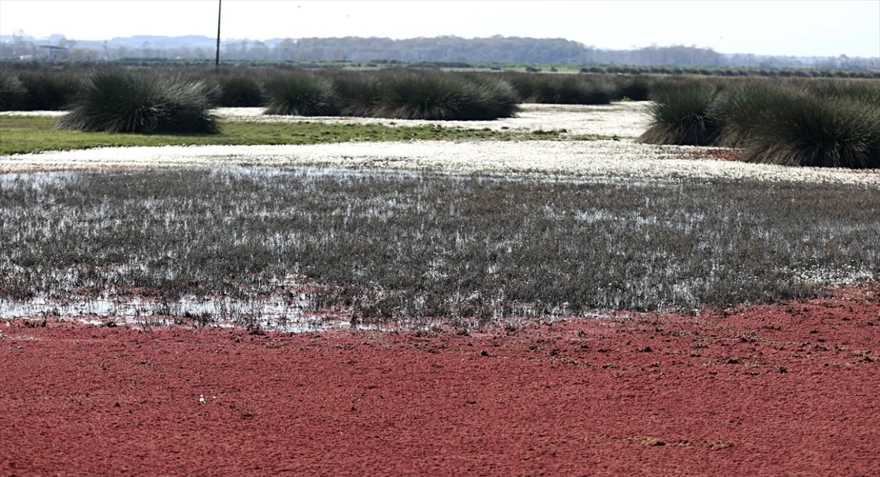 Kızılırmak Deltası\'nda Kızıl Eğrelti Otu Görsel Şöleni