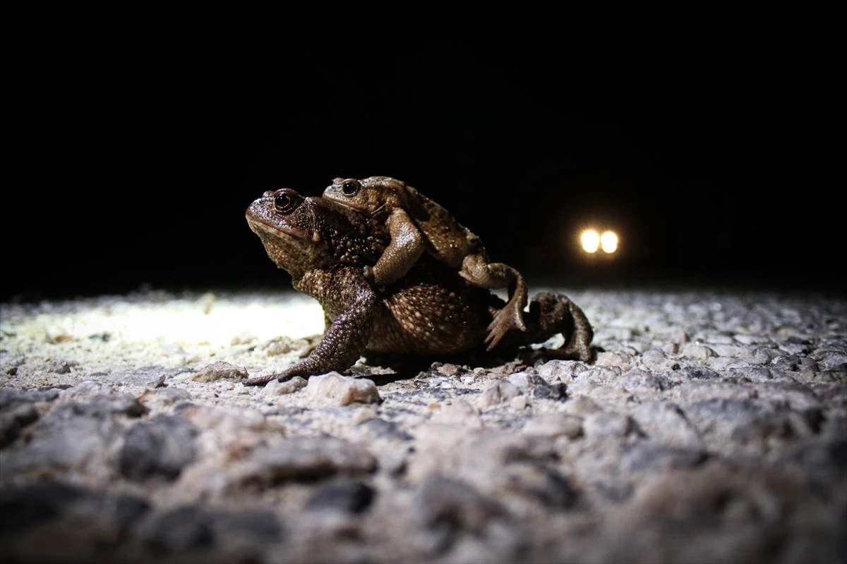 Kurbağalar, kara yolunda araçların arasından geçmeye çalışıyor