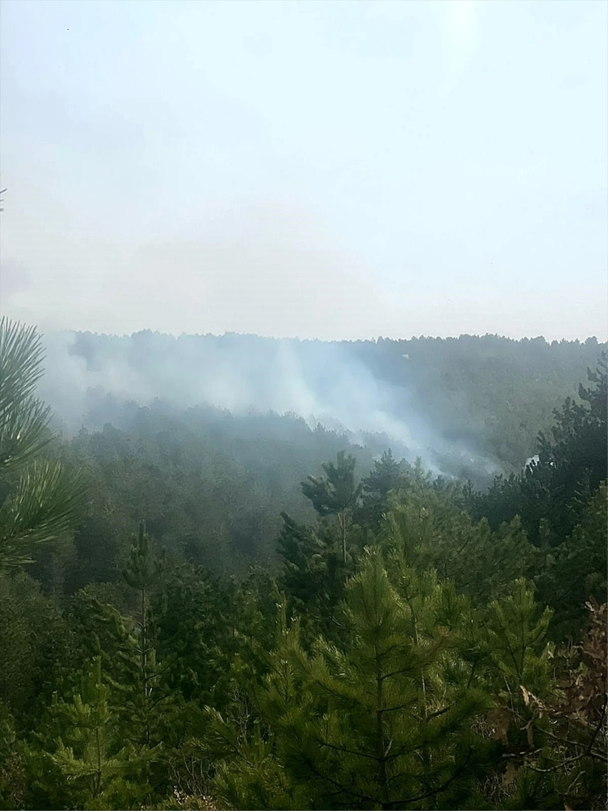 Eskişehir\'de çıkan yangında 1 hektar alan zarar gördü