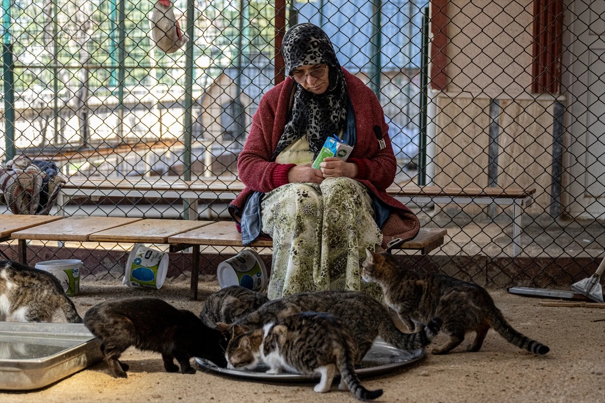 Ankara\'da bir kadın, evini kedilere yuva yaparak 60 kedinin bakımını üstleniyor