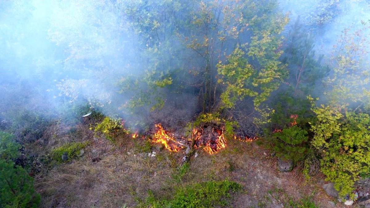 Sinop\'ta Orman Yangını: 5 Dönüm Arazi Zarar Gördü