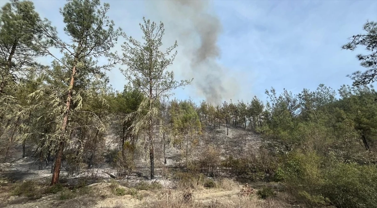 Sinop Boyabat\'ta Orman Yangını: 5 Hektarlık Alan Zarar Gördü