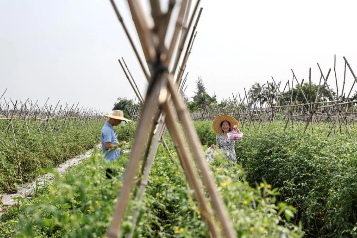 Çin\'de Dingan ilçesinde çeri domates toplama festivali düzenlendi