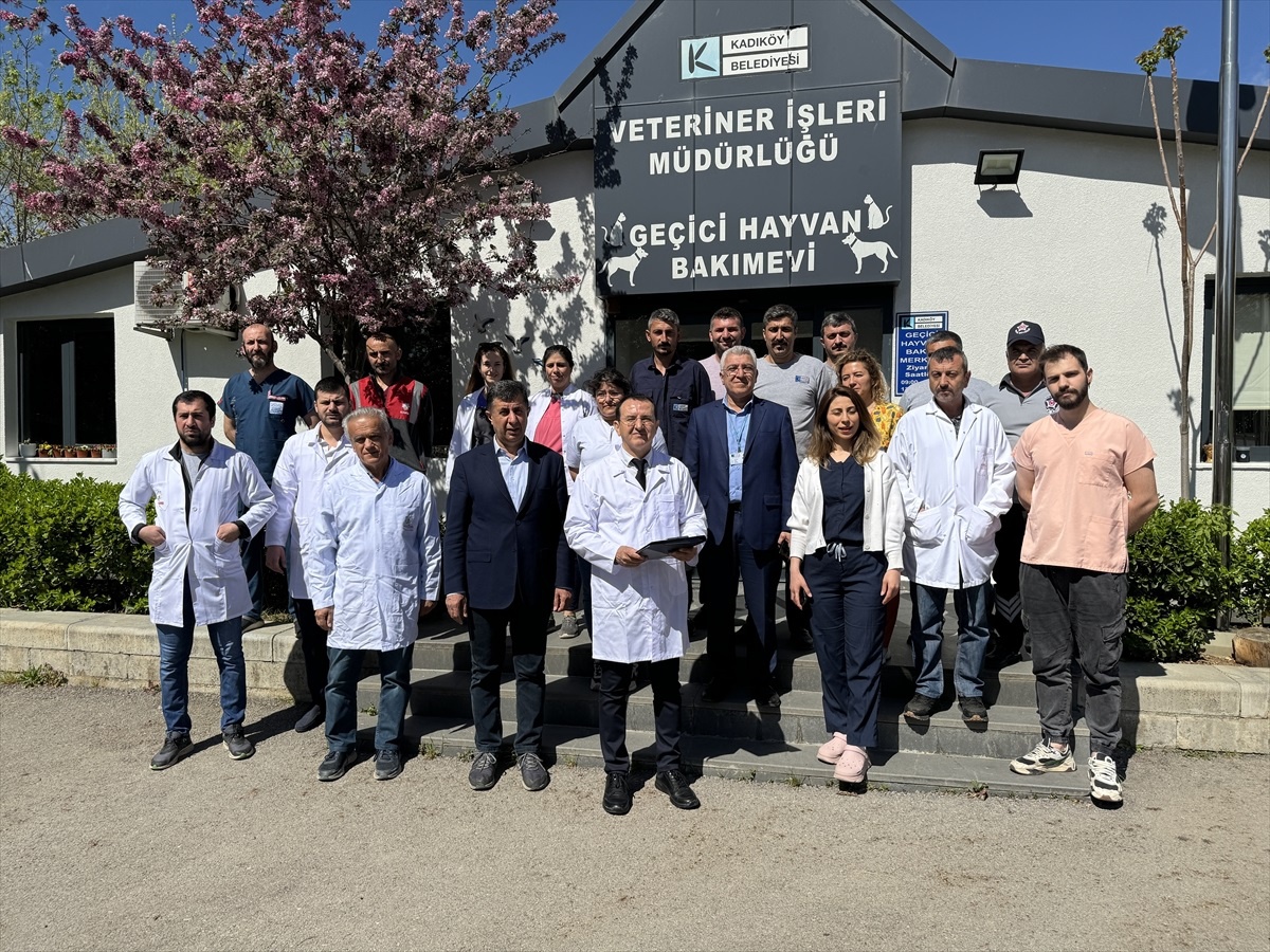 İstanbul\'da sokak hayvanı popülasyonu artıyor, veterinerler kısırlaştırma çağrısı yapıyor
