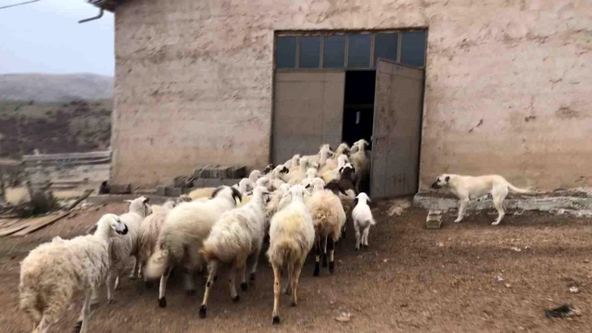 Konya\'da Kaybolan Koyunlar Dronla Bulundu