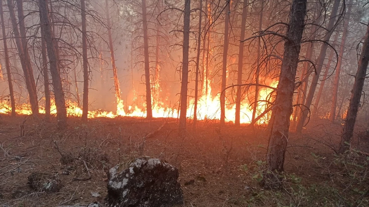 Kütahya\'nın Tavşanlı ilçesinde çıkan orman yangını kontrol altına alındı