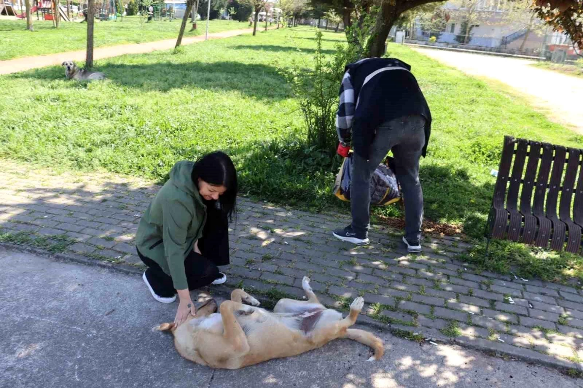 İzmit\'te Dünya Sokak Hayvanları Günü\'nde Mama Dağıtımı Yapıldı