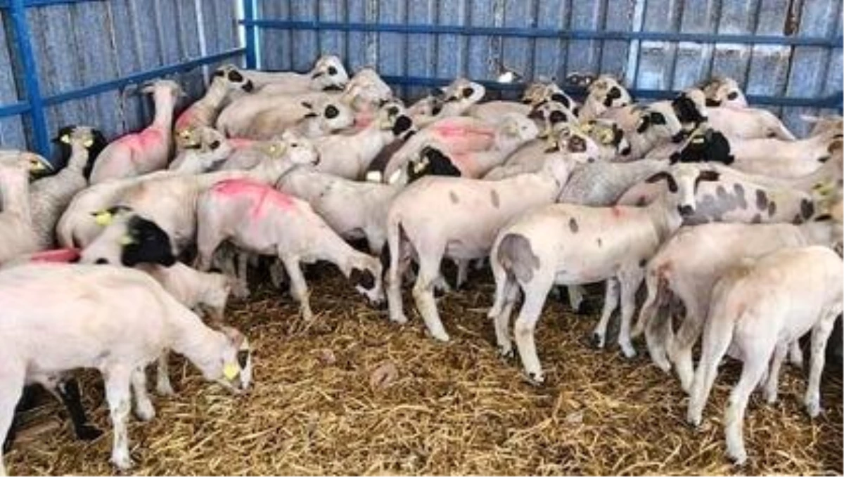 Söke\'de Kurbanlık Koyunlara Kulak Küpesi Uygulaması