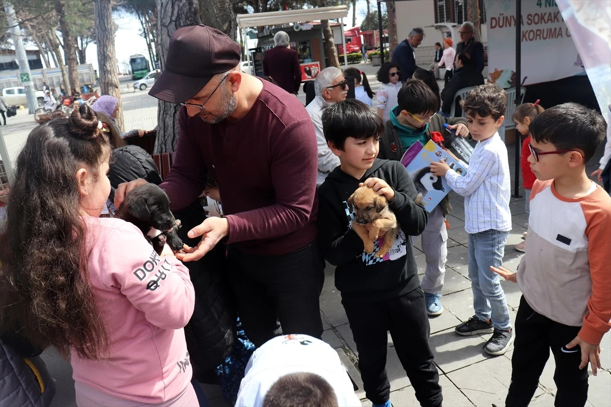 Ünye Belediyesi, Dünya Sokak Hayvanları Günü\'nde mama dağıttı