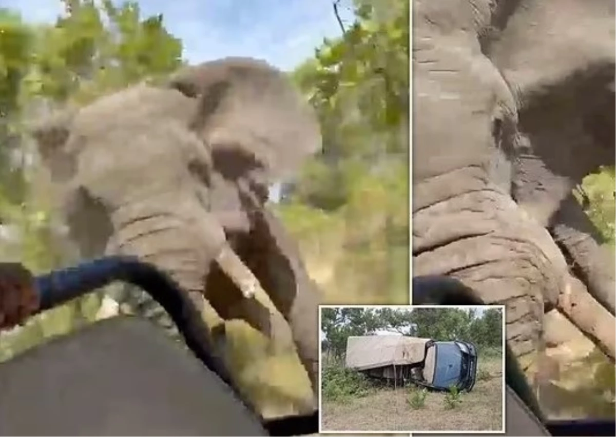 Zambiya\'da safariye çıkan turistlere fil saldırdı: 80 yaşındaki kadın hayatını kaybetti