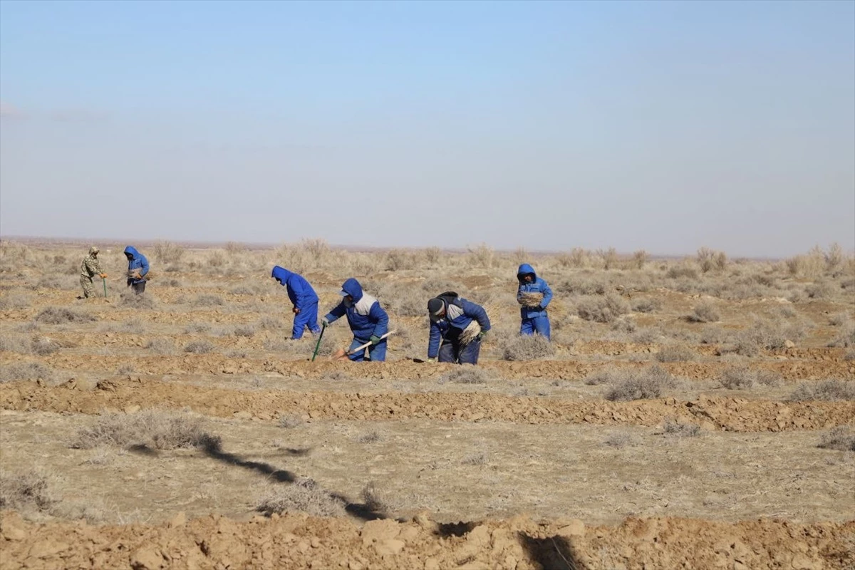 Özbekistan\'da Aral Gölü\'nün kuruyan kısmı ağaçlandırılıyor