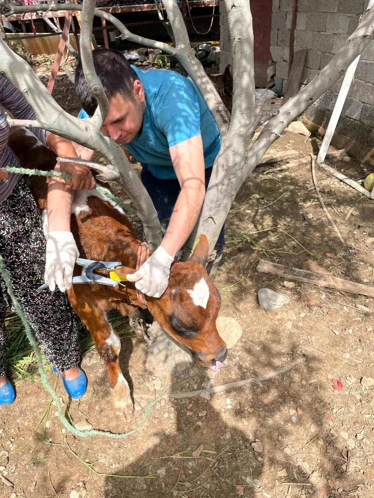 Antalya\'nın Gazipaşa ilçesinde büyükbaş hayvanlara aşılama ve kimliklendirme çalışmaları sürüyor