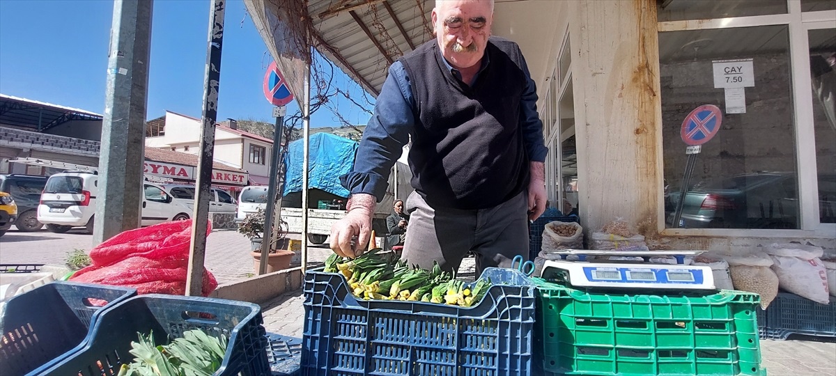 Çemişgezek\'te Çiriş Otu Toplama Sezonu Başladı