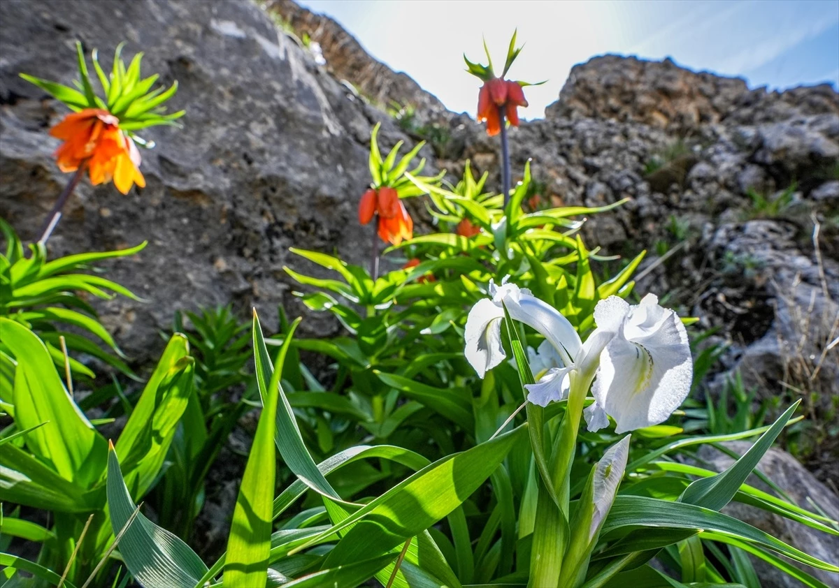 Diyarbakır\'ın Ergani ilçesinde endemik çiçeklerin korunması için denetimler yapılıyor