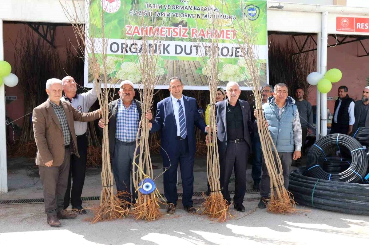 Elazığ\'da Organik Tarım Projesi kapsamında çiftçilere dut fidanı dağıtıldı