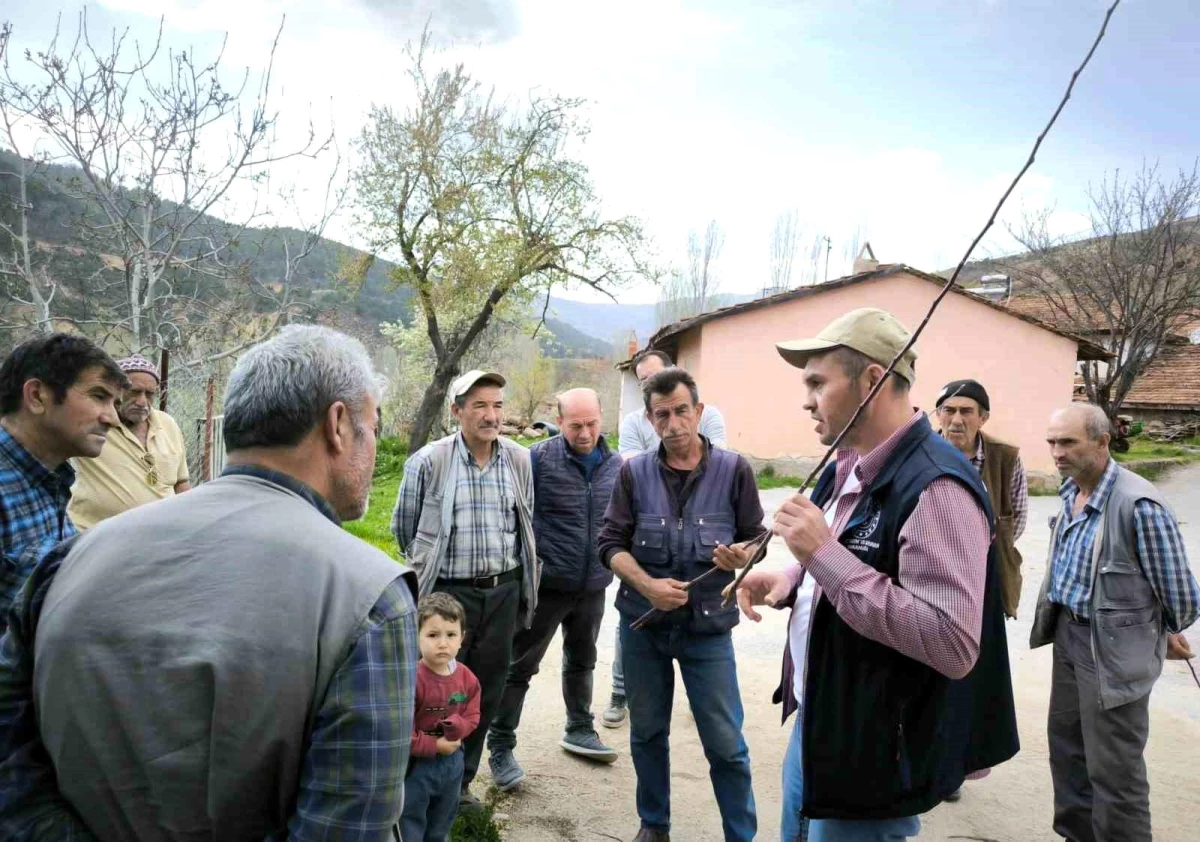 Emet İlçe Tarım ve Orman Müdürlüğü, meyve üreticilerine budama ve aşılama eğitimi verdi